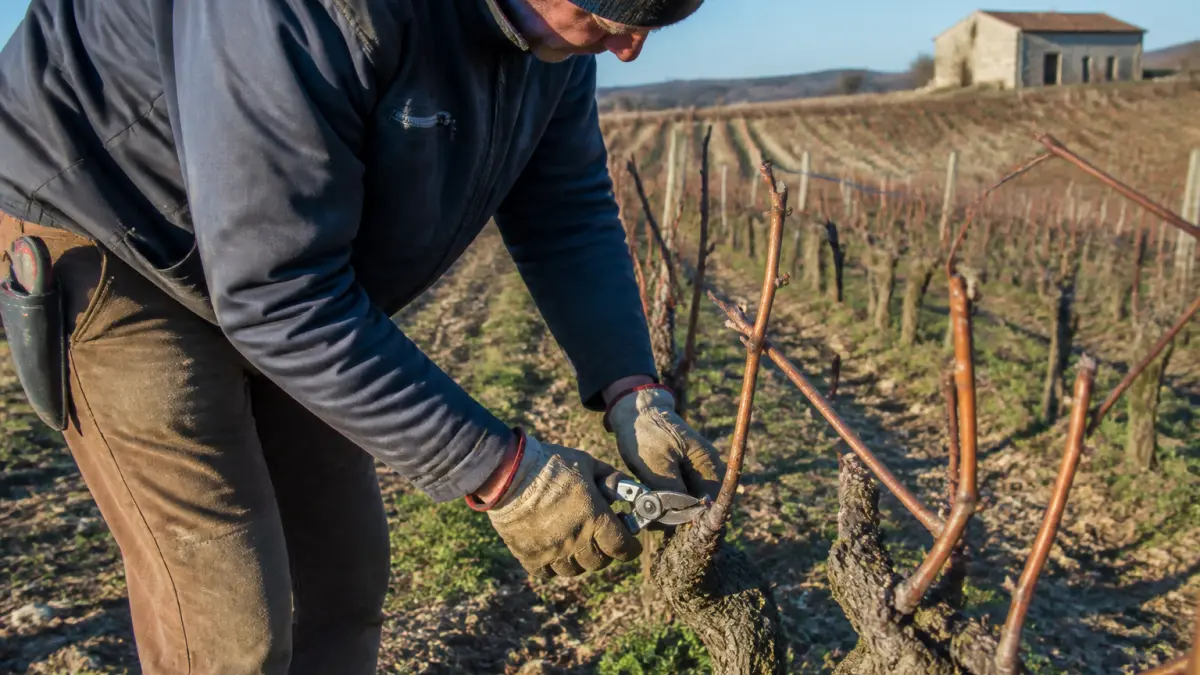 Formation viticulture : diplômes, métiers et débouchés