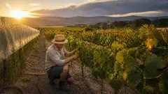 Changement climatique et vin : impacts sur les régions viticoles